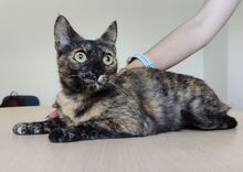 RIHANA, Katze, Europäisch Kurzhaar in Spanien - Bild 4