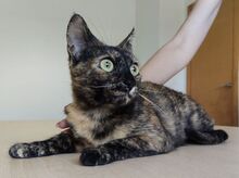 RIHANA, Katze, Europäisch Kurzhaar in Spanien - Bild 5