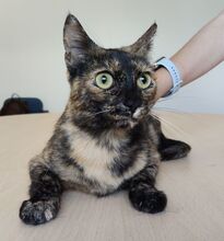 RIHANA, Katze, Europäisch Kurzhaar in Spanien - Bild 7
