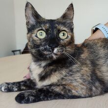 RIHANA, Katze, Europäisch Kurzhaar in Spanien - Bild 8