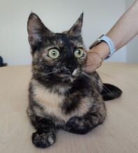 RIHANA, Katze, Europäisch Kurzhaar in Spanien - Bild 9