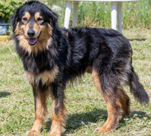 BIG, Hund, Mischlingshund in Portugal - Bild 1