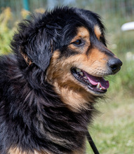 BIG, Hund, Mischlingshund in Portugal - Bild 2