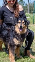 BIG, Hund, Mischlingshund in Portugal - Bild 3
