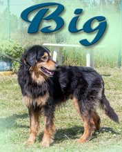 BIG, Hund, Mischlingshund in Portugal - Bild 4