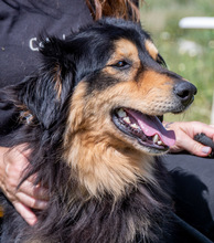 BIG, Hund, Mischlingshund in Portugal - Bild 5