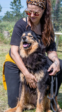 BIG, Hund, Mischlingshund in Portugal - Bild 6