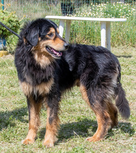 BIG, Hund, Mischlingshund in Portugal - Bild 7