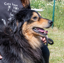 BIG, Hund, Mischlingshund in Portugal - Bild 8