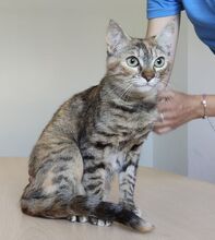 ROMINA, Katze, Europäisch Kurzhaar in Spanien - Bild 1