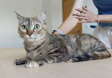 ROMINA, Katze, Europäisch Kurzhaar in Spanien - Bild 2
