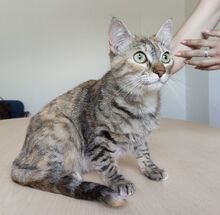 ROMINA, Katze, Europäisch Kurzhaar in Spanien - Bild 3