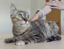 ROMINA, Katze, Europäisch Kurzhaar in Spanien - Bild 4