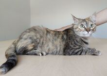 ROMINA, Katze, Europäisch Kurzhaar in Spanien - Bild 5