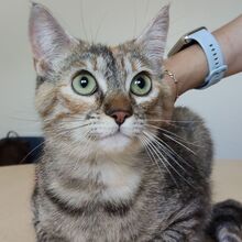 ROMINA, Katze, Europäisch Kurzhaar in Spanien - Bild 6
