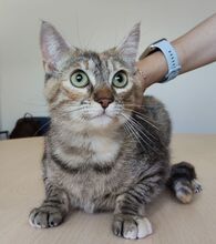 ROMINA, Katze, Europäisch Kurzhaar in Spanien - Bild 7