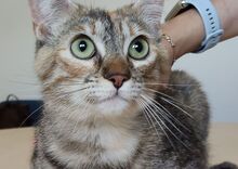ROMINA, Katze, Europäisch Kurzhaar in Spanien - Bild 8
