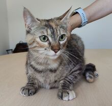 ROMINA, Katze, Europäisch Kurzhaar in Spanien - Bild 9