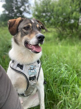 BRONCO, Hund, Mischlingshund in Rumänien - Bild 1