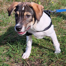 BRONCO, Hund, Mischlingshund in Rumänien - Bild 10