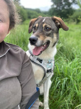 BRONCO, Hund, Mischlingshund in Rumänien - Bild 2