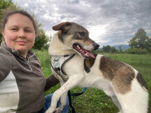 BRONCO, Hund, Mischlingshund in Rumänien - Bild 3