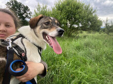 BRONCO, Hund, Mischlingshund in Rumänien - Bild 4
