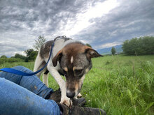 BRONCO, Hund, Mischlingshund in Rumänien - Bild 5