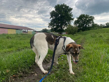 BRONCO, Hund, Mischlingshund in Rumänien - Bild 6