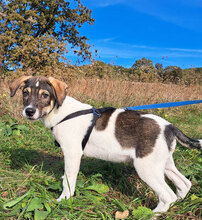 BRONCO, Hund, Mischlingshund in Rumänien - Bild 8
