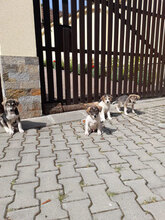 BRONCO, Hund, Mischlingshund in Rumänien - Bild 9