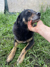 FINDUS, Hund, Mischlingshund in Rumänien - Bild 1
