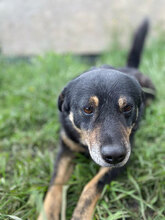 FINDUS, Hund, Mischlingshund in Rumänien - Bild 2