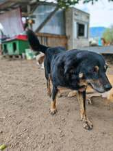 FINDUS, Hund, Mischlingshund in Rumänien - Bild 4