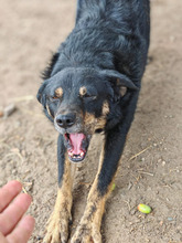 FINDUS, Hund, Mischlingshund in Rumänien - Bild 5