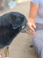 FINDUS, Hund, Mischlingshund in Rumänien - Bild 7