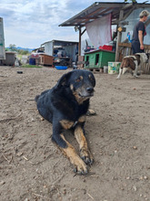 FINDUS, Hund, Mischlingshund in Rumänien - Bild 8