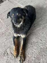 FINDUS, Hund, Mischlingshund in Rumänien - Bild 9