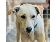 BAJA, Hund, Mischlingshund in Rumänien - Bild 1