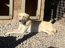 BAJA, Hund, Mischlingshund in Rumänien - Bild 2
