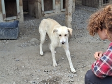 BAJA, Hund, Mischlingshund in Rumänien - Bild 4