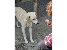BAJA, Hund, Mischlingshund in Rumänien - Bild 5