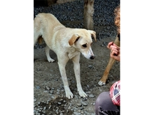 BAJA, Hund, Mischlingshund in Rumänien - Bild 6