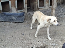BAJA, Hund, Mischlingshund in Rumänien - Bild 7