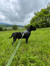 SPEED, Hund, Mischlingshund in Rumänien - Bild 10