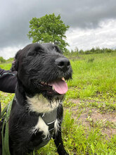 SPEED, Hund, Mischlingshund in Rumänien - Bild 11