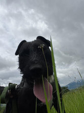 SPEED, Hund, Mischlingshund in Rumänien - Bild 12
