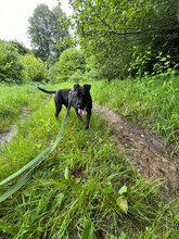 SPEED, Hund, Mischlingshund in Rumänien - Bild 13
