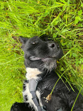 SPEED, Hund, Mischlingshund in Rumänien - Bild 2