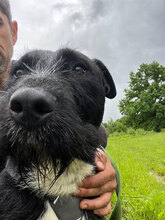 SPEED, Hund, Mischlingshund in Rumänien - Bild 3